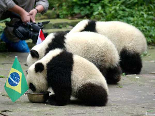 బుజ్జి పాండాలు 