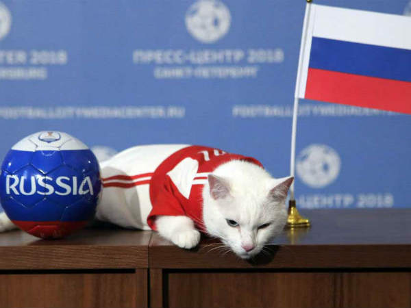 అచిల్లీస్‌ చెప్పిన జోస్యం మాత్రం తప్పింది