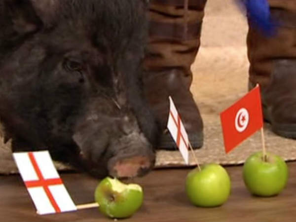 మార్కస్ అనే పందికి స్పెషల్ పవర్స్