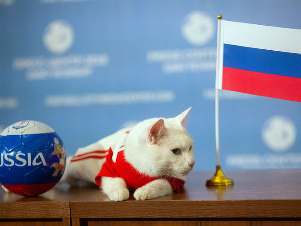  రష్యా పతాకాన్ని ఎంచుకున్న పిల్లి