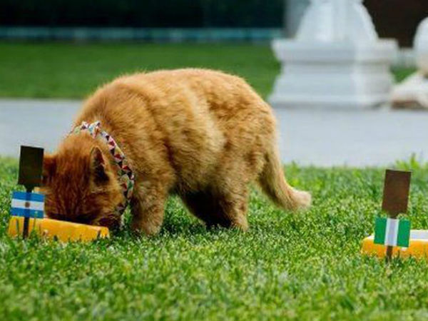 2 కప్పుల ద‌గ్గ‌ర 2 టీమ్‌ల జెండాలు: 