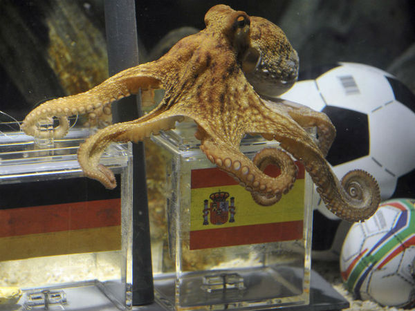 2010లో పాల్ అనే ఆక్టోపస్ కూడా 