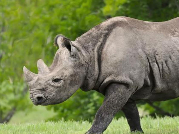 లైంగిక సామర్థ్యాన్ని పెంచుకునేందుకు