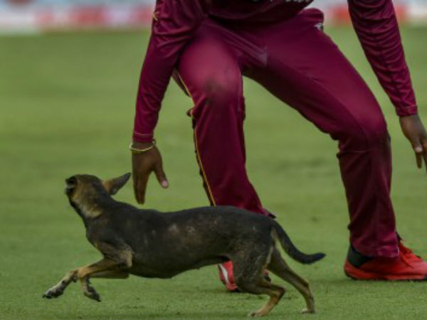 మైదానంలోకి శునకం: