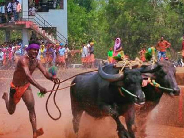 బురద పొలంలో మాత్రమే పరుగెత్తుతా: