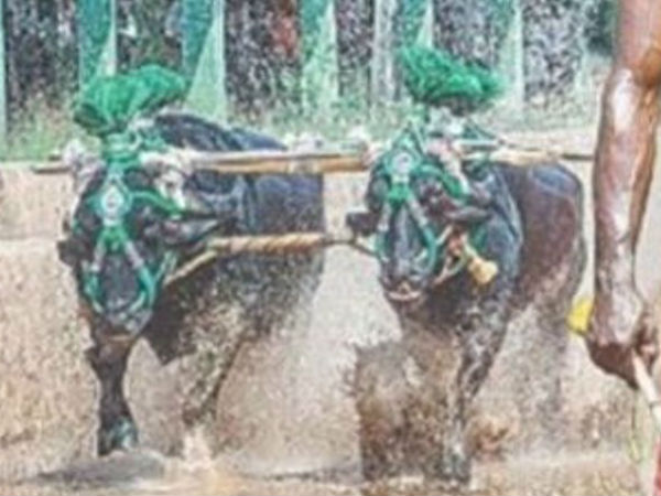 ఎద్దుల జోడీలకు జాకీగా: