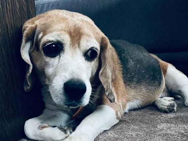 రెస్ట్‌ ఇన్‌ పీస్‌ బ్రూనో: