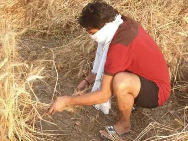  పంట కోస్తున్న బాక్సర్ మనోజ్ కుమార్..