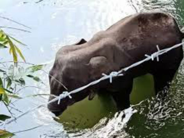 పేలుడు పదార్థలతో నిండిన పైనాపిల్ ఇచ్చి..