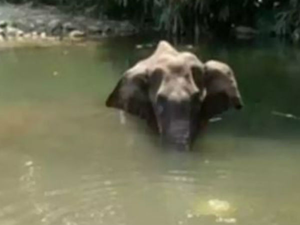 ఉద్దేశ పూర్వకంగానే తినిపించారా?