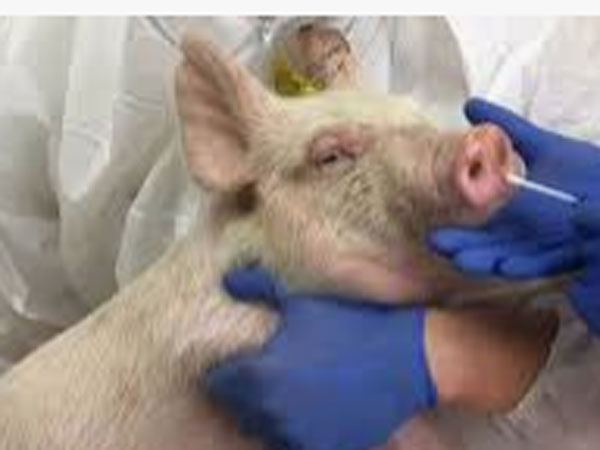 పందుల్లో మరో వైరస్..