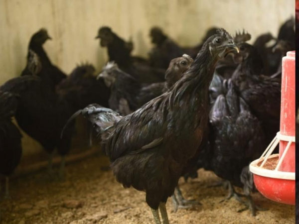 కఢక్‌నాథ్‌ కోళ్లపై మహీ మనసు: