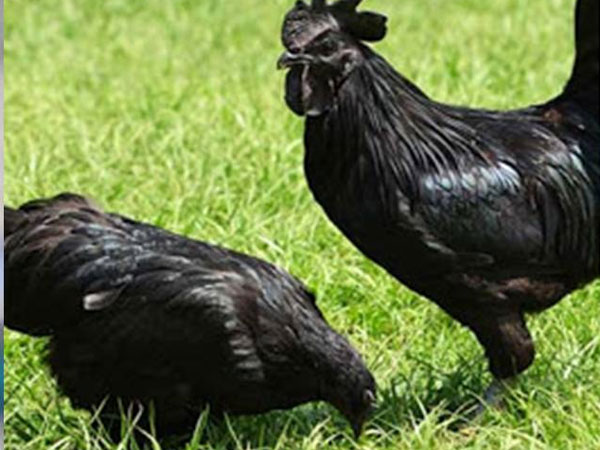 2వేల పిల్లల కోసం ఆర్డర్