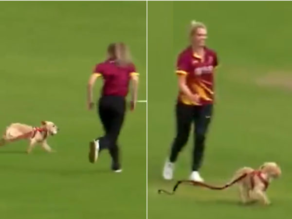 మైదానంలోకి దూసుకొచ్చిన బుజ్జి కుక్క