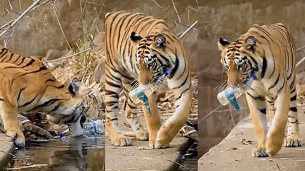 Sachin Tendulkar Shares A tiger removing plastics Video goes viral