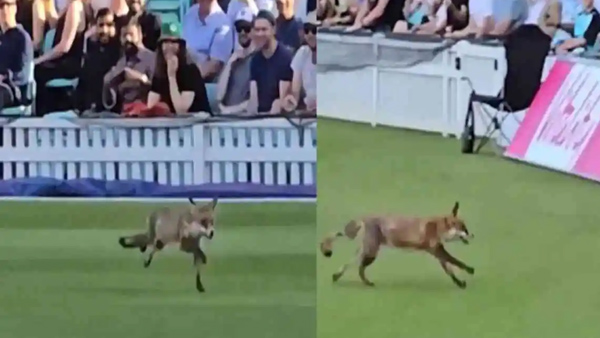 Rare Pitch Invasion By Fearless Fox As Chaos Unfolds In Vitality Blast T20 2024 Match