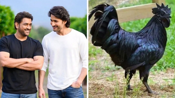 MS Dhoni Selling Kadaknath Chicken for Rs 1000 a Kilo in Ranchi