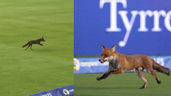 Funny Fox Invades Lords During The Hundred 2025 Opener Match Halted Briefly Funny Fox Invades Lords During The Hundred 2025 Opener Match Halted Briefly