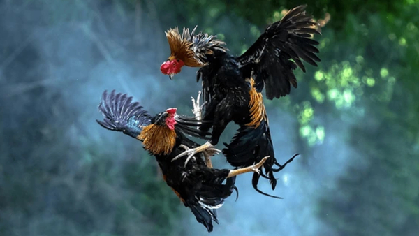 Bapatla MLA seems to have had incredible luck won a huge prize in the cockfighting competition