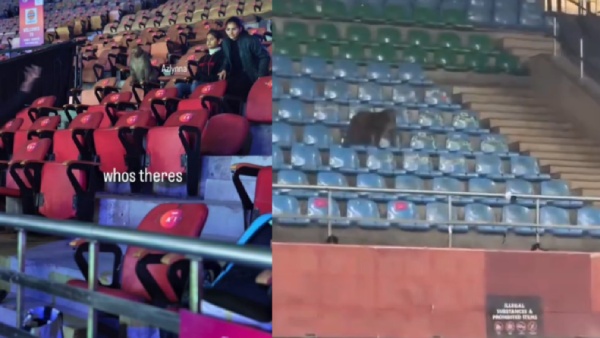 Free Entry for Animals Monkey Steals the Show at India Open Badminton Tournament Free Entry for Animals Monkey Steals the Show at India Open Badminton Tournament